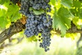 Bunches of fresh dark black ripe grape on green leafs at the havest season Royalty Free Stock Photo