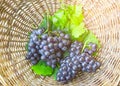 Bunches of fresh deep black ripe grape fruits with green leaves in a brown rattan basket, top view photo