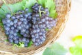 Bunches of fresh deep black ripe grape fruits with green leaves in a brown rattan basket, top view photo Royalty Free Stock Photo