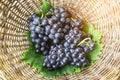 Bunches of fresh deep black ripe grape fruits with green leaves in a brown rattan basket, top view photo Royalty Free Stock Photo