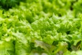 Bunches of fresh organic lettuce sold on a market Royalty Free Stock Photo