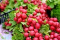 Bunches of fresh radish sold on farmer`s market Royalty Free Stock Photo