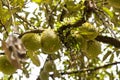 Bunches of fresh organic durain fruits on tree