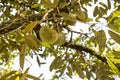 Bunches of fresh organic durain fruits on tree