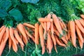 bunches of fresh organically grown carrots