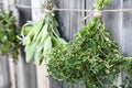 Bunches of Fresh Picked Herbs Hung to Dry Royalty Free Stock Photo