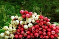 Bunches of fresh radish