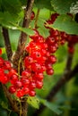 bunches of fresh red currants Royalty Free Stock Photo