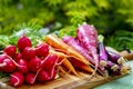 Bunches of fresh red small and long radish, carrots and purple onion, new harvest of healthy vegetables Royalty Free Stock Photo