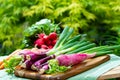 Bunches of fresh red small and long radish, carrots and purple onion, new harvest of healthy vegetables Royalty Free Stock Photo