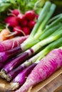 Bunches of fresh red small and long radish, carrots and purple onion, new harvest of healthy vegetables Royalty Free Stock Photo