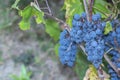 Bunches of fresh ripe blue grapes, wine grapes Royalty Free Stock Photo