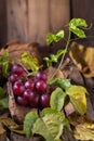 Bunches of fresh ripe red grapes on a wooden textural background