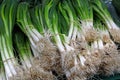 Bunches of fresh spring green scallion onions Royalty Free Stock Photo