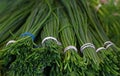 Bunches of fresh spring green shallots onions Royalty Free Stock Photo