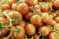 Bunches of fresh tomatoes on display for sale in a local green grocer Royalty Free Stock Photo