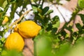 Bunches of fresh yellow ripe lemons with green leaves on blurred background with copy space. Lemon is species of small evergreen Royalty Free Stock Photo