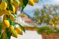 Bunches of fresh yellow ripe lemons with green leaves