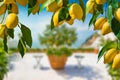 Bunches of fresh yellow ripe lemons with green leaves, lemon tree grows in blurred background Royalty Free Stock Photo