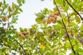 Bunches of fresh yellow ripe lemons hanging on a lemon tree in Assam Royalty Free Stock Photo