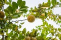 Bunches of fresh yellow ripe lemons hanging on a lemon tree in Assam Royalty Free Stock Photo