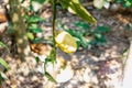 Bunches of fresh yellow ripe lemons hanging on a lemon tree in Assam Royalty Free Stock Photo