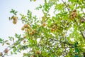 Bunches of fresh yellow ripe lemons hanging on a lemon tree in Assam Royalty Free Stock Photo