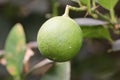 Bunches of fresh yellow ripe lemons on lemon tree branches in Italian garden.Green organic lime citrus fruit hanging on tree in Royalty Free Stock Photo