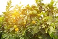 Bunches of fresh yellow ripe lemons on lemon tree branches under sun rays in Turkey garden Royalty Free Stock Photo