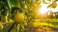 Bunches of fresh yellow ripe lemons on lemon tree branches under sun rays in Turkey garden Royalty Free Stock Photo