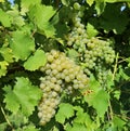 Bunches of Friulano grape, once called Tocai Friulano, hanging on vine