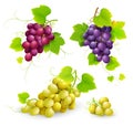 Bunches of grapes