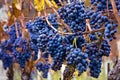 Bunches of grapes Royalty Free Stock Photo