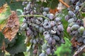 Bunches of grapes affected by powdery mildew or oidium with yellow leaves. Royalty Free Stock Photo