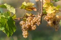 Bunches of grapes in an Alsace vineyard in autumn. Royalty Free Stock Photo