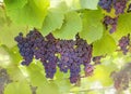 The bunches of grapes on a background of leaves Royalty Free Stock Photo