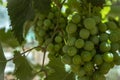 Bunches of Grapes Royalty Free Stock Photo