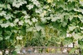 Bunches of grapes in green leaves over a metal gate. Royalty Free Stock Photo