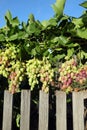 bunches of grapes hang over a wooden fence. growing organic products Royalty Free Stock Photo