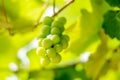 Bunches grapes hang from a vine