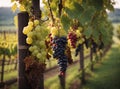 bunches of grapes hanging on bushes lined up in rows on a vineyard plantation