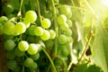 Bunches grapes illuminated by sun.