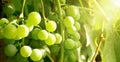 Bunches grapes illuminated setting sun. Royalty Free Stock Photo