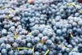 Bunches of grapes Lambrusco , a typical Italian grape Royalty Free Stock Photo