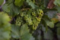 Bunches of grapes, leaves and branches at sunset on a grape field on south of Russia Royalty Free Stock Photo