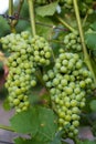 Bunches of grapes, leaves and branches at sunset on a grape field on south of Russia Royalty Free Stock Photo