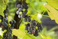 Bunches of grapes and leaves, illuminated by the sun Royalty Free Stock Photo
