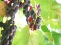 Bunches of grapes lit by the sun. Large grapes. Green grapes. Purple grapes. Agriculture and winemaking.