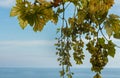 Bunches of grapes. Mediterranean Sea on the background. Royalty Free Stock Photo