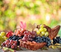 Bunches of grapes on old wooden table and blurred colorful autumn background. Variety of ripe colorful grapes as the symbol of